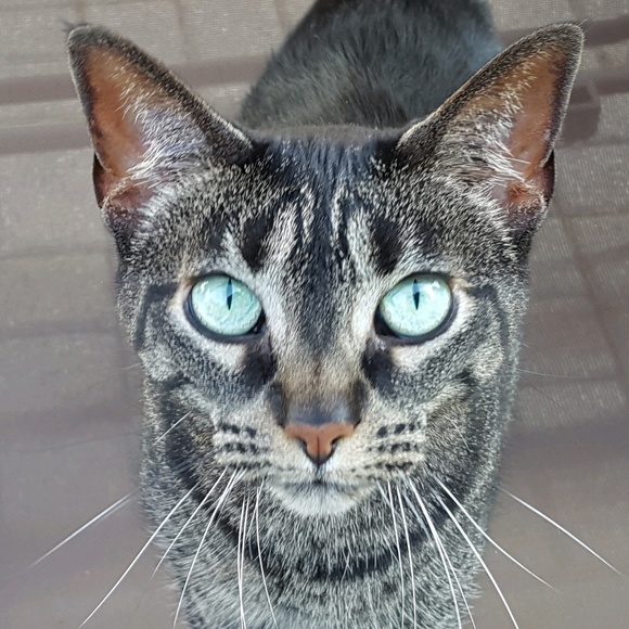 Meet your Posher, Donna - Picture 1 of 1